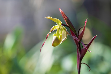 colorful Orchid flower.