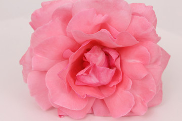 Pink rose flower with petal details. Flower on the white background.