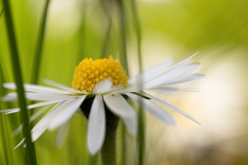 Gänseblümchen im Garten