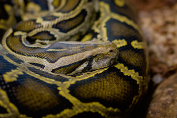 Python