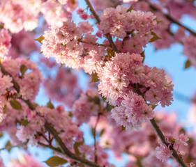 Japanische Kirschblüte im Frühling