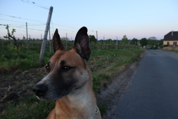 brauner Hund in den Weinbergen