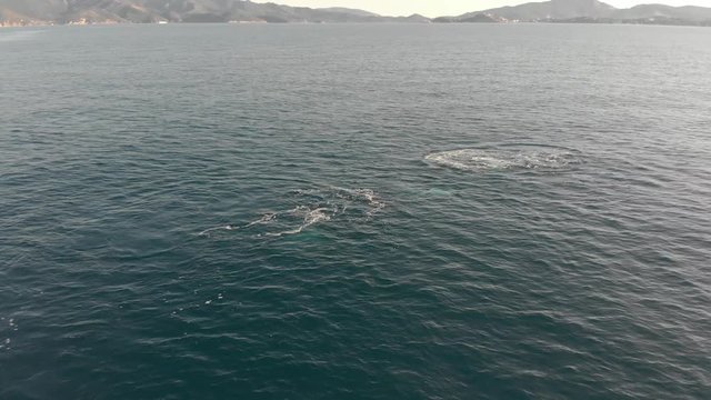 Delfini nelle acque dell'isola d'Elba