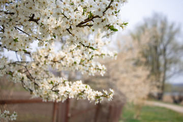 blooming cherry tree