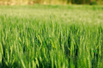 indian agriculture, wheat field india.