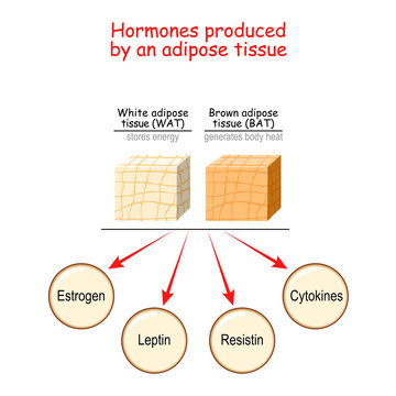 Hormones produced by adipose tissue