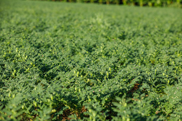 indian chickpea field, Indian agriculture