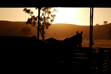 Horse silhouette at sunrise in australian barn peaceful countryside at dawn