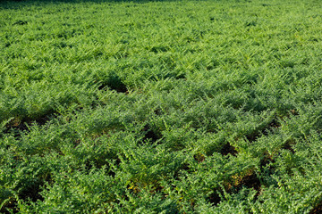Fototapeta na wymiar indian chickpea field, Indian agriculture