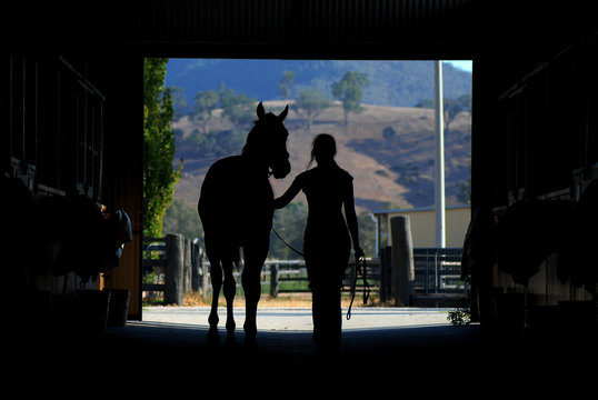 Horse and woman silhouette in barn showing a strapper walking a racehorse
