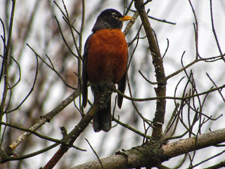 robin on a branch