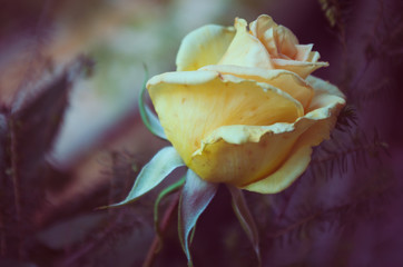 Close-up Of Yellow Rose Blooming Outdoors
