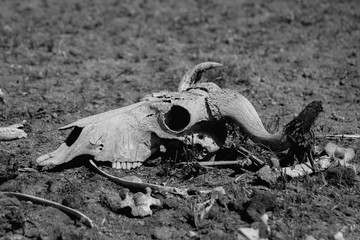 Skull of buffalo