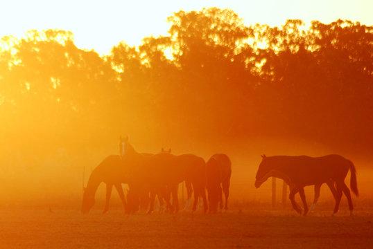 Yearling Horse Group silhouette grazing on Thoroughbred stud at sunrise haze