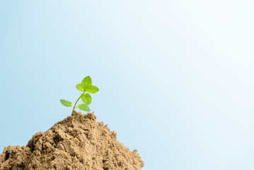 Minimalist image of young plant growing alone at pastel background.