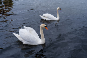 Naklejka premium Swans with small swans on the Oder river.