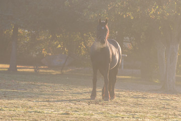 Pferd bei Sonnenaufgang