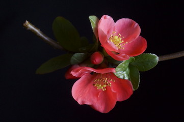 Fototapeta na wymiar Spring branch with red flowers - Chaenomeles japonica
