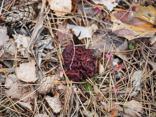The first spring April mushroom Gyromitra esculenta