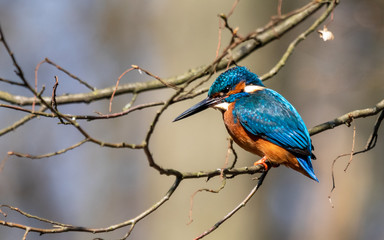Kingfisher on the branch, Alcedo atthis
