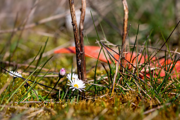 Fototapete bei efototapeten.de bestellen   