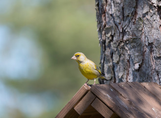 Close up male European greenfinch, Chloris chloris sits on top of nesting box, birdhouse at larch tree trunk. Chloris chloris is passerine bird in the finch family Fringillidae. Copy space