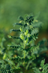 indian chickpea field, Indian agriculture