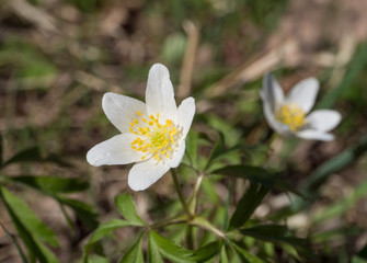 close up macro of beautiful perfect white wood anemone flowers, Anemone nemorosa, selective focus, bokeh, spring floral background