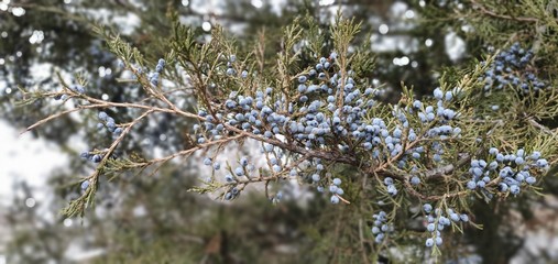 snow covered branches