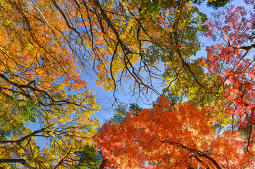 Japan autumn park in the morning.Maple tree in autumn.Yellow and orange tree leaves on sunny fall day.Tokyo Japan ,