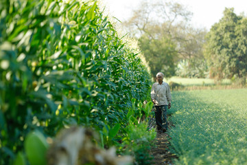 young indian farmer at corn field
