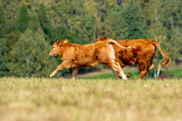 calf running away