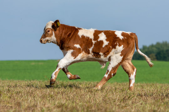 young calf rural life