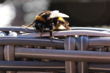 Bumblebee front profile