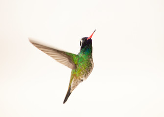 hummingbird flying with wings spread © JorgeAlexis