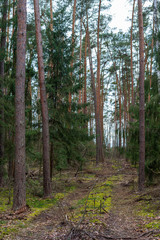 A road among trees in the forest