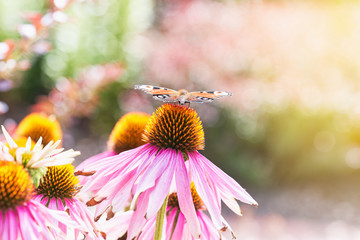 Colorful peacock butterfly on a purple coneflower echinacea on a sunny day. - 340720969