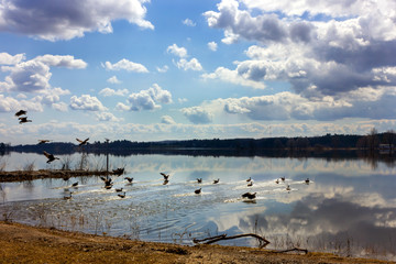 canada geese Parc national de Plaisance Thurso, Quebec, Canada in April