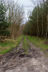 A road among trees in the forest