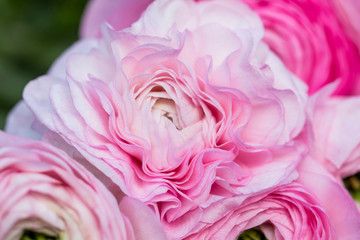 Light pink ranunculus blossoms in soft light