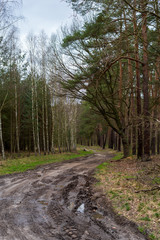 Fototapeta na wymiar A road among trees in the forest