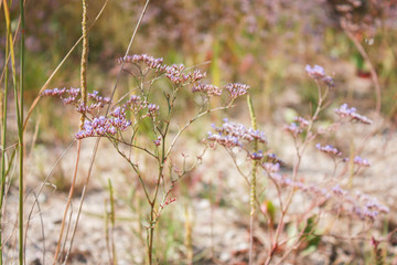 Pink flowers of broadleaf Kermek (other names are statice, limonium, Limonium platyphyllum, tannin root) from the Plumbaginaceae family.