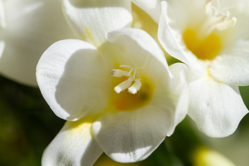 Plakat Freesia flowering plants in spring natural light