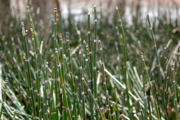 Horsetail (Equisetum hyemale) scouring rush evergreen perennial Parc national de Plaisance Thurso, Quebec, Canada in April
