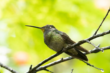 Fototapeta na wymiar Magnificent hummingbird perched on a tree branch
