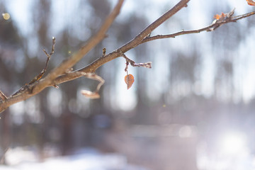 apple tree branch on a blurry background in the spring. A place to write text.