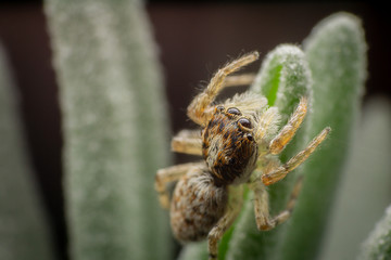 Jumping spider on a lavender leaf