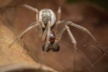 Linyphiidae male spider on a dead leaf
