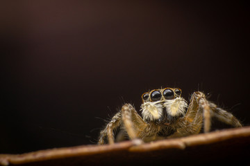 Jumping spider front view
