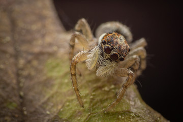 Jumping spider on a dead leaf